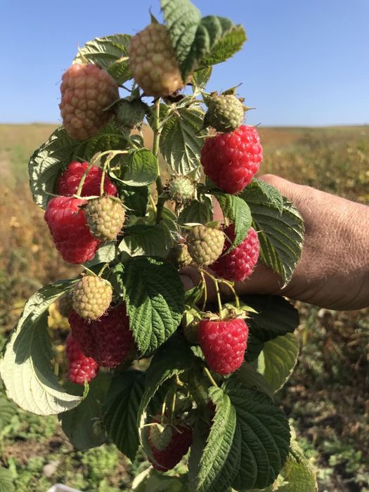 Садженці малини ремонтантна сорт ЕРІКА
