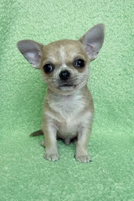 Chihuahua Macho Pelo Curto