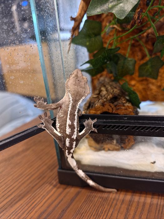 Axanthic gekon orzęsiony