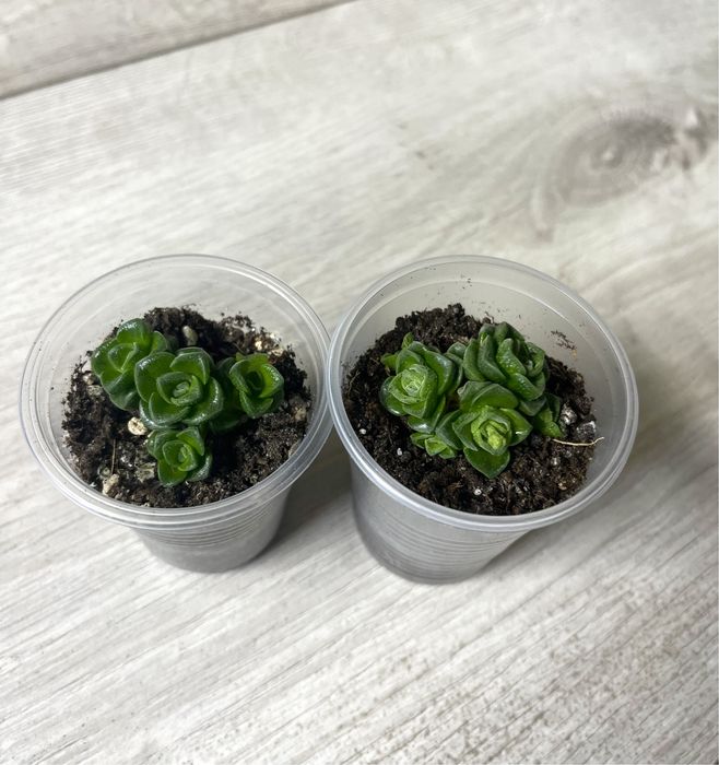 Суккуленты крассулы