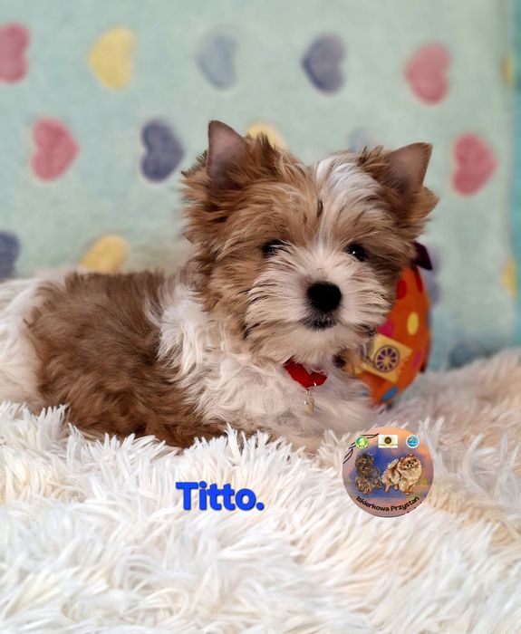 Malutki piesek White Ocean Pearl