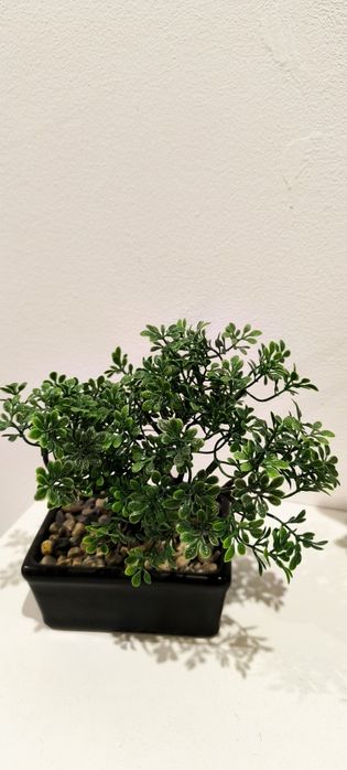 Bonsai em louça pequeno