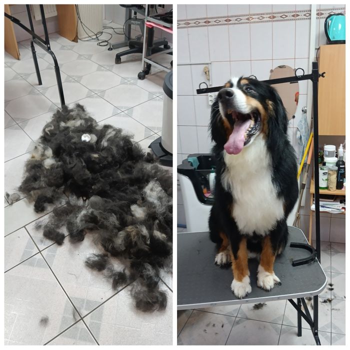 Стрижка собак та котиків