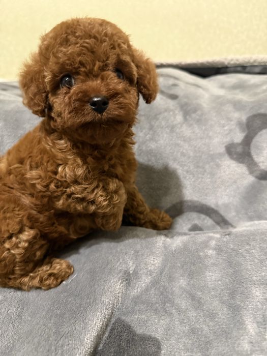 Той пудель хлопчик міні