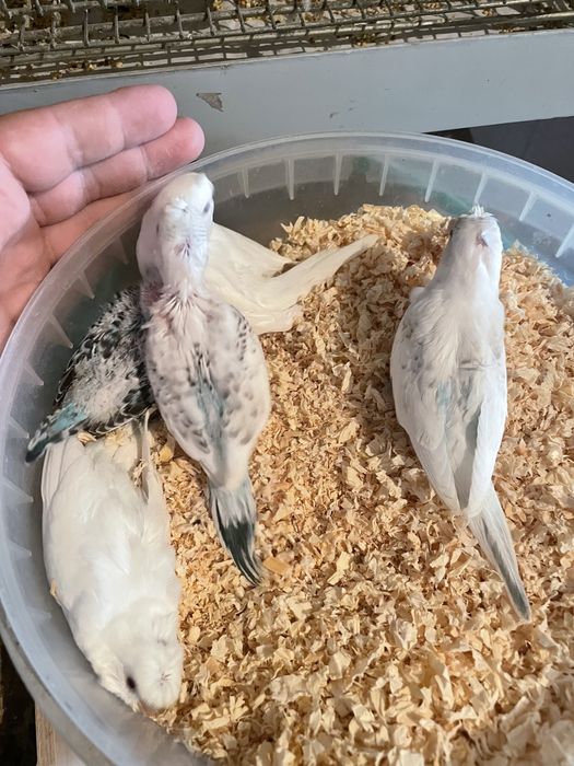 Casal de periquitos de poupa reprodutores