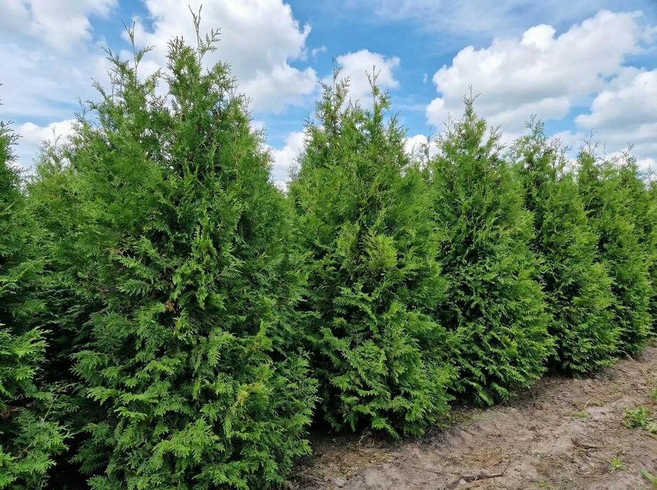 Żywopłot z tui Brabant 140–160 cm | Dostawa i Sadzenie | Suwałki
