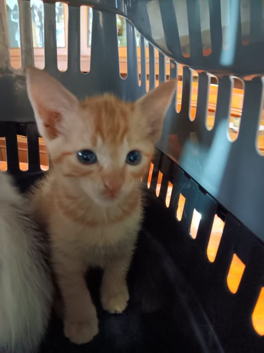 Gatinho laranja adoção