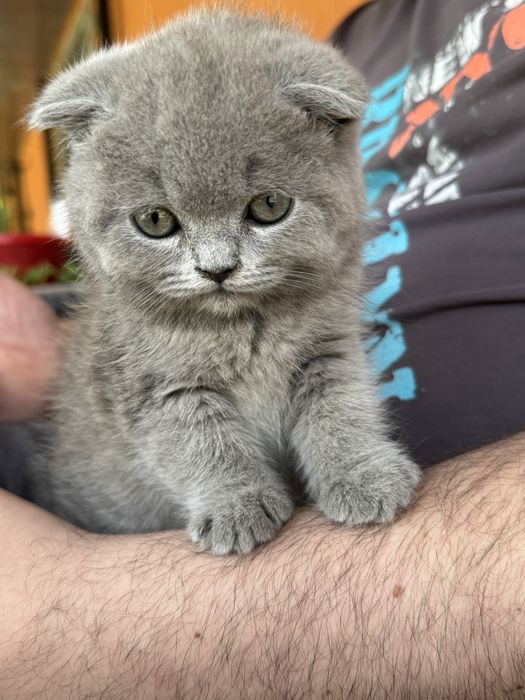 Продам британського котика