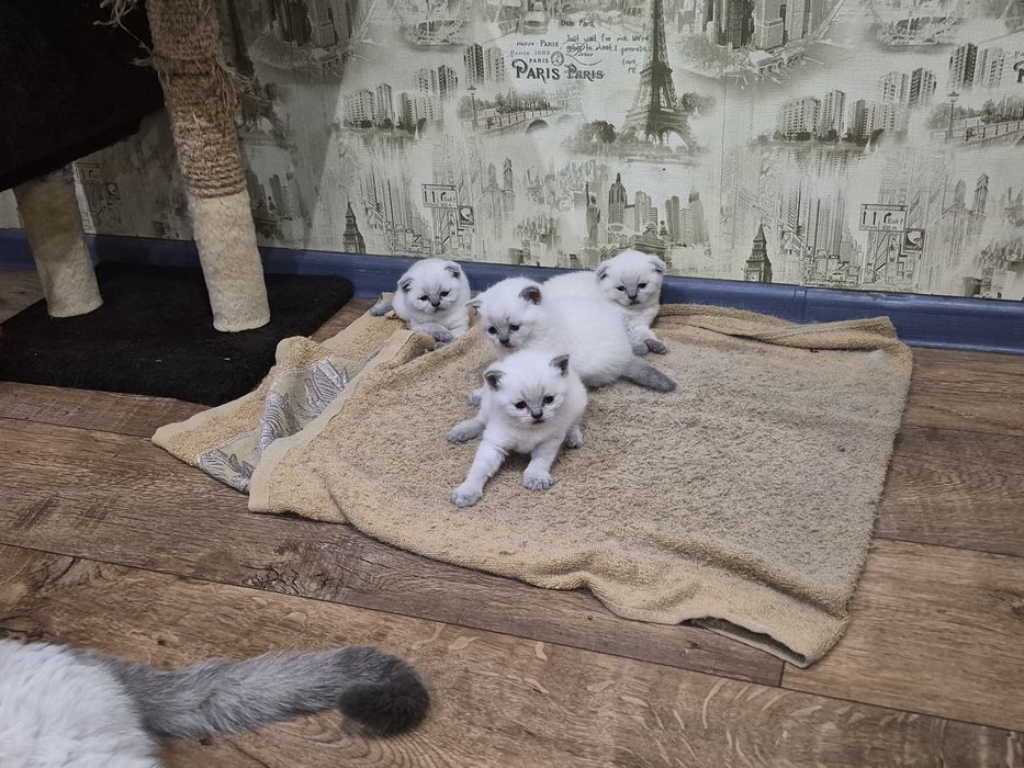 шотландские котята