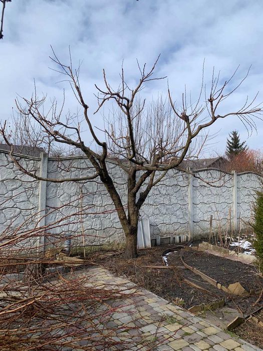 Обрезка плодовых деревьев