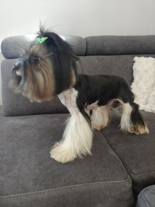 Dorosła suczka Biewer