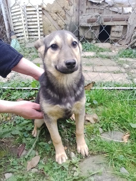 Цуценя безкоштовно