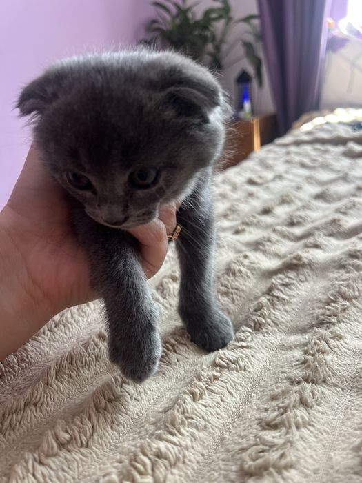 Котик британець весловухий