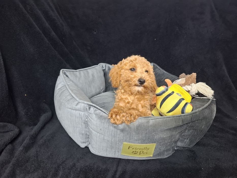 maltipoo suczka gotowa do odbioru