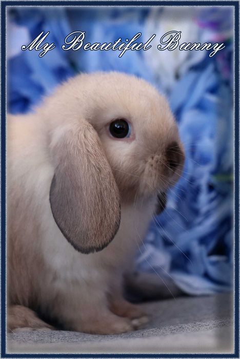 Młody Piękny Królik 100% Mini Lop  - Sallander