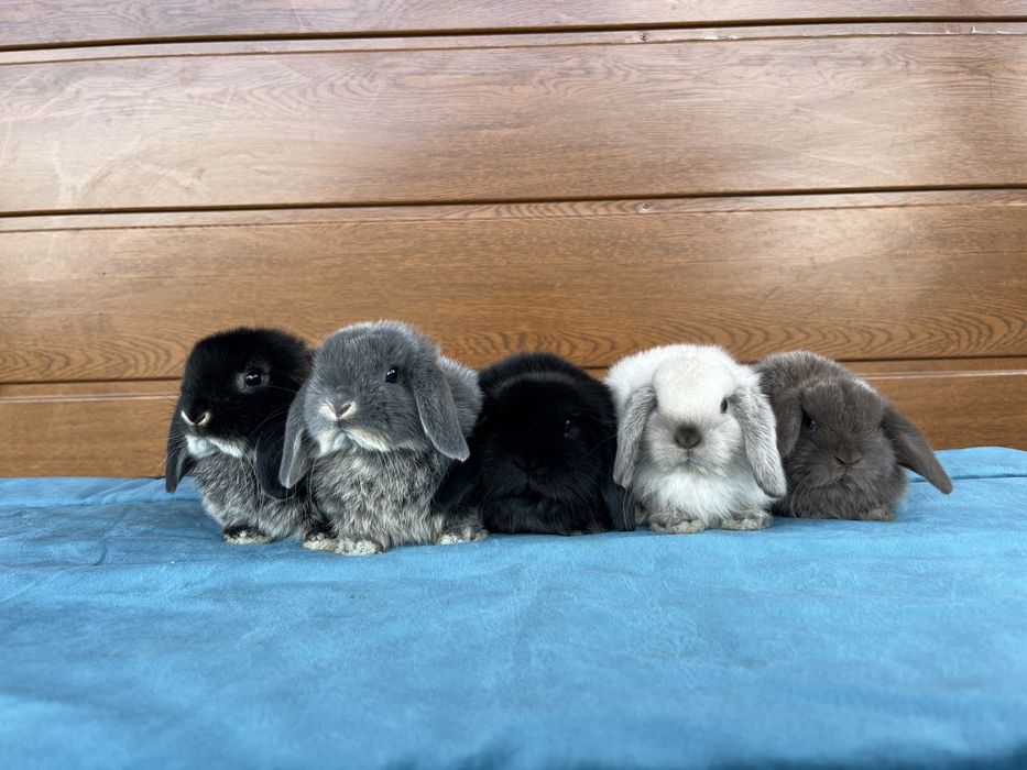 Karzełek Baranek/Mini Lop - Rodowód/Metryka Królik Króliki