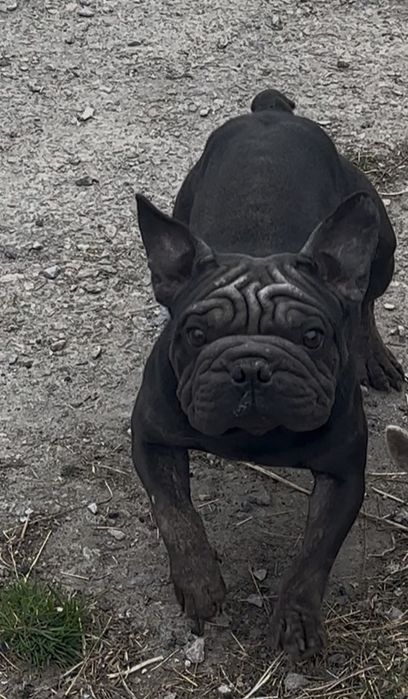 Вязка Французского бульдога