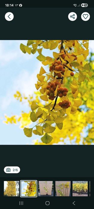 Miłorząb japoński(ginkgo biloba)60-80cm