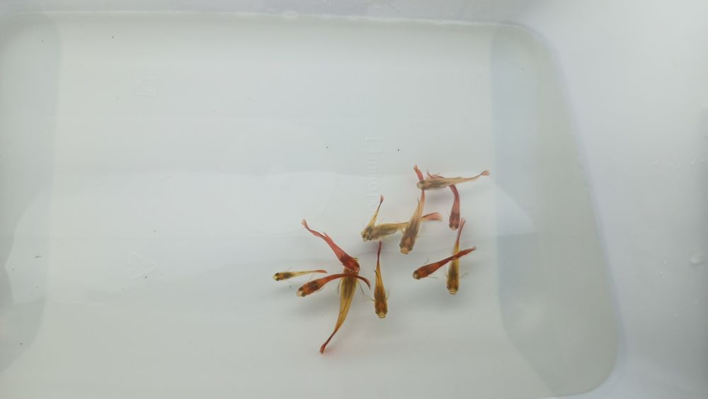 Lindos Guppy Red Blonde puros