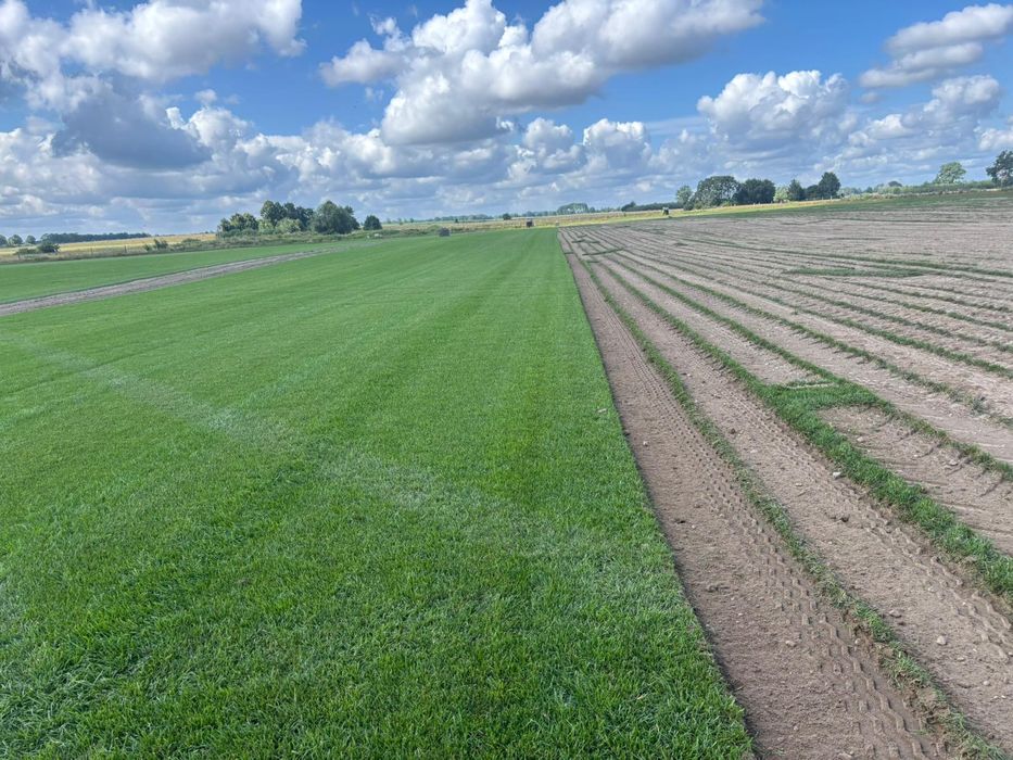 Trawa z rolki trawnik w rolce producent