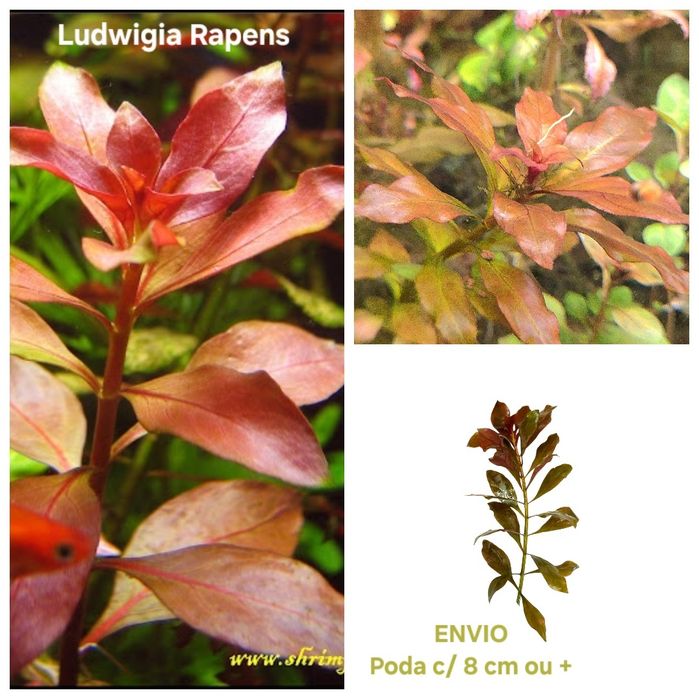 Pack Plantas Aquário - 6 espécies (Vermelho e Rosa)