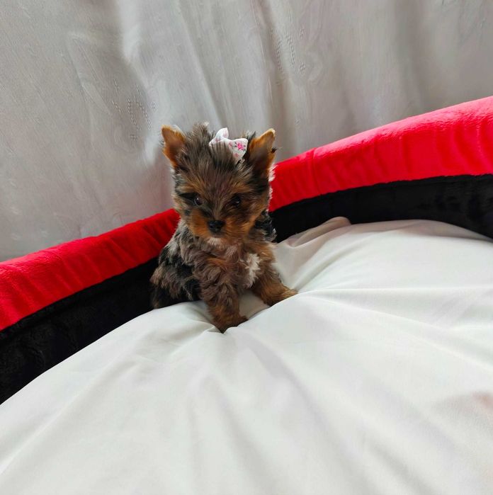 York suczka yorkshire terrier miniaturka xxs unikatowa suczka merle