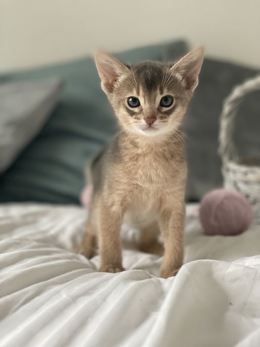 Маленький красунчик