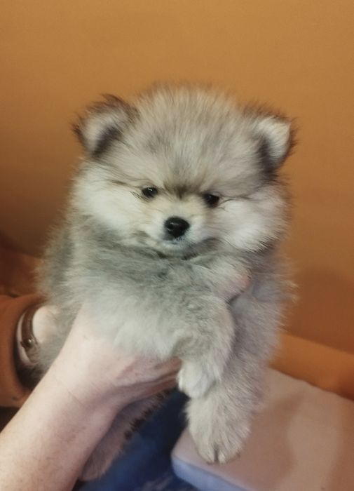 Zkwp Pomeranian szpic miniaturowy