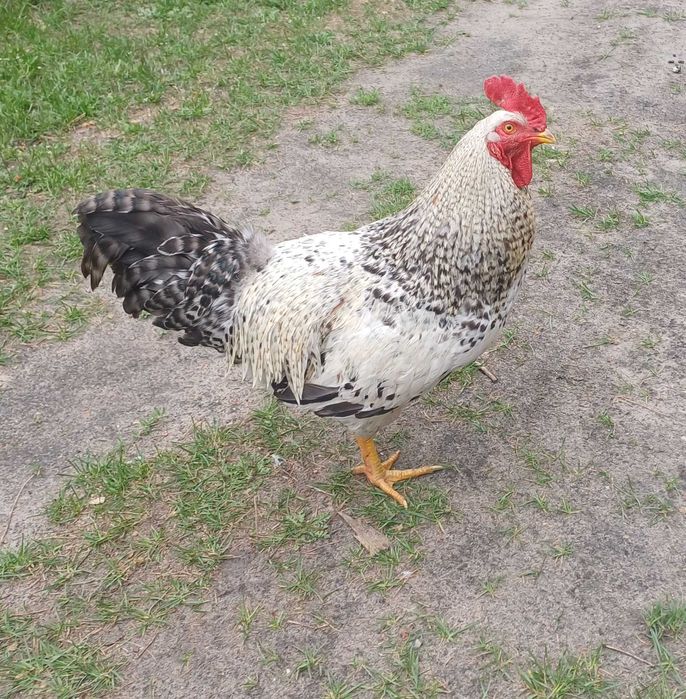 Koguty z wlasnego lęgu