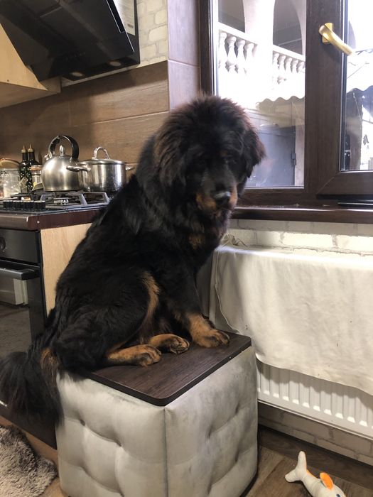 Тибетский мастиф