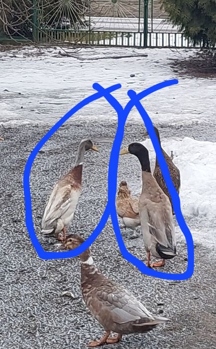 Młode kaczory biegusy z maja 2025