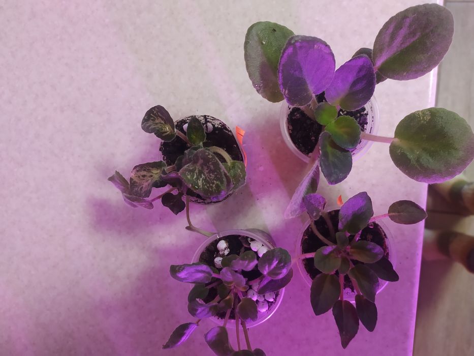 Продам набори діток фіалок