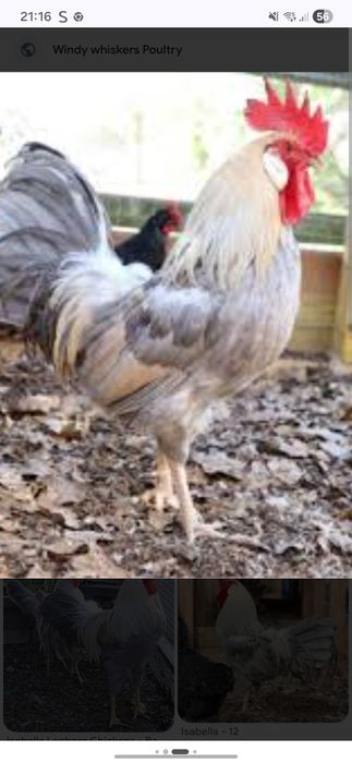 Ovos lerghone isabela