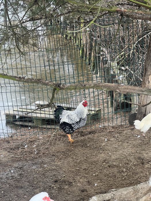 Sprzedam koguta wyandotte