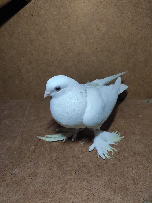 Gołąbek widymek samica