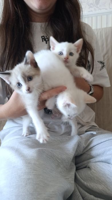 Кошенята в добрі руки