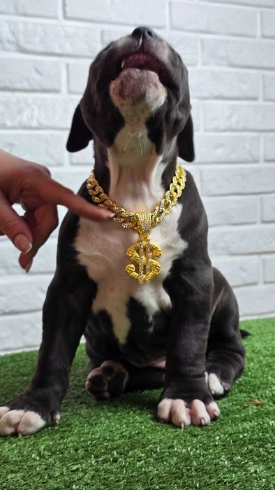 American bully xl