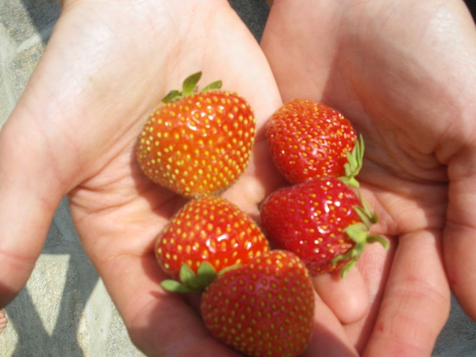 Truskawki/poziomki rozłogowe