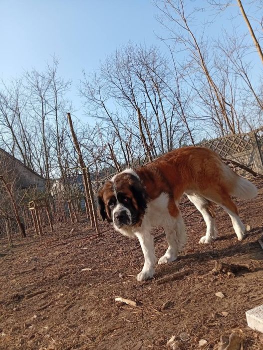 Szczeniak Bernardyna