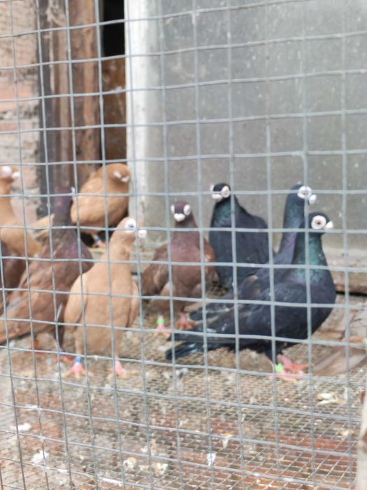 kurak kuraki maltańskie brodawczak