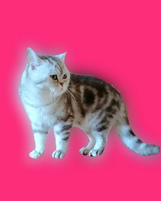 Шотландські мармурові кошенята. Котики