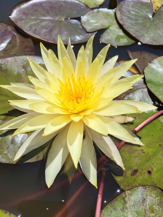Красивезні водні лілії / німфеї / латаття / прибережні