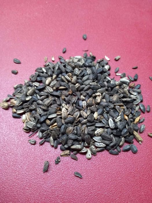 Słonecznik kwiatowy