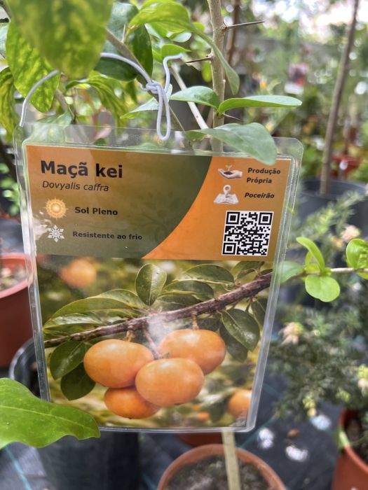 Árvores de fruta Tropical e exóticas