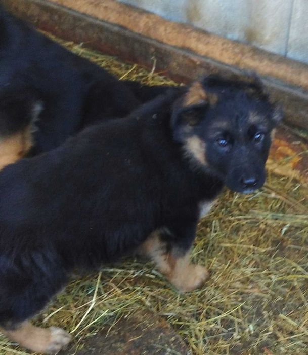 Шикарные щенки с документами.