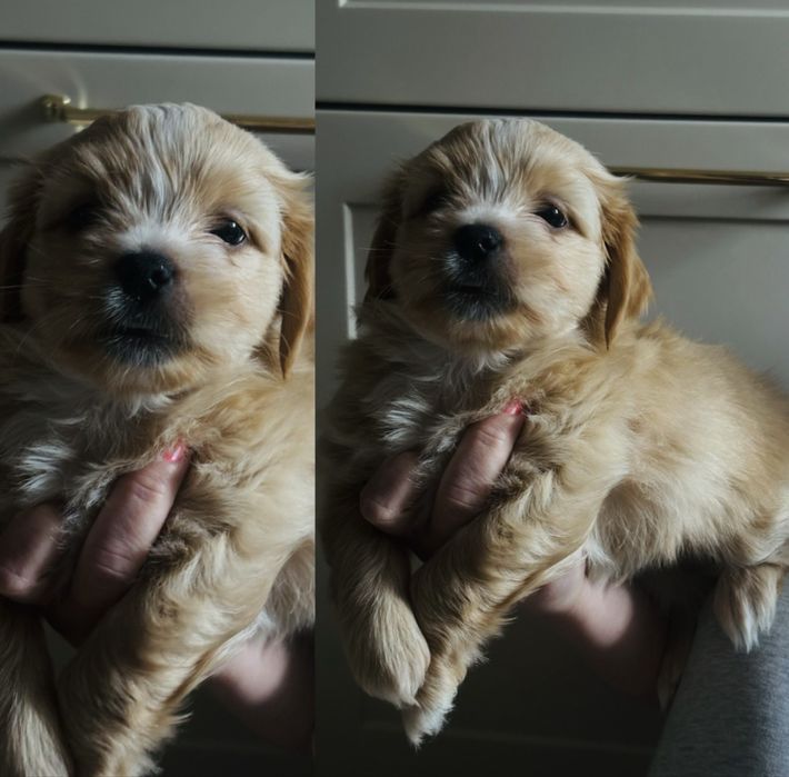 Szczeniaki shih-tzu mieszane z kundelkiem