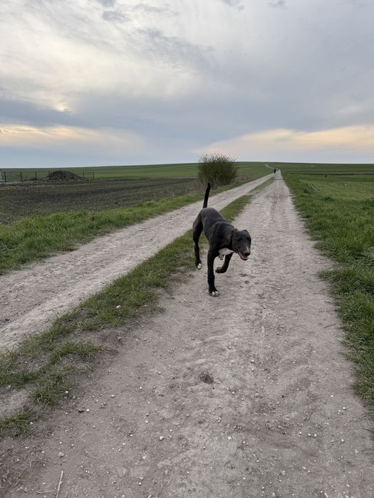 Charty Chart Greyhound