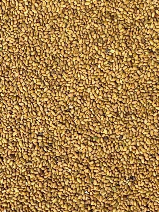 Люцерна насіння стійка до раундапу. Ціна актуальна