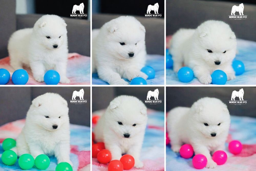 Wybitny piesek samoyed z rodowodem ZKwP FCI