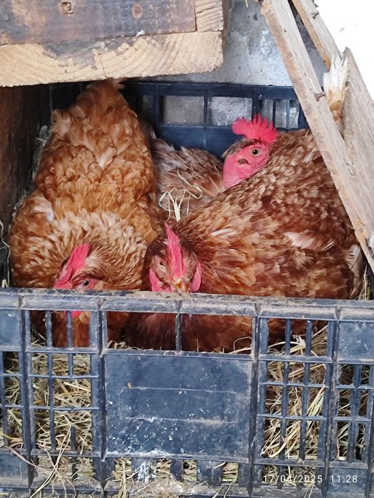 Ovos galinhas felizes